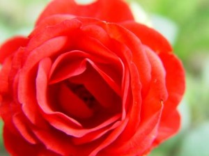 red rose