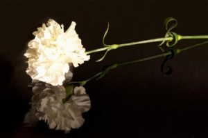 white carnation