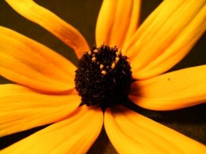 black eyed susan